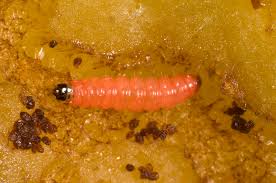 Attēlu rezultāti vaicājumam “Grapholita funebrana larva”