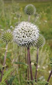 Image result for Echinops spaerocephalus
