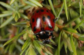 Attēlu rezultāti vaicājumam “Anatis ocellata”