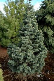 Attēlu rezultāti vaicājumam “Abies concolor”