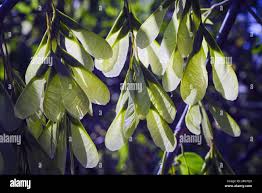 Attēlu rezultāti vaicājumam “Acer negundo fruit”