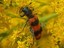 Attēlu rezultāti vaicājumam “Trichodes apiarius”