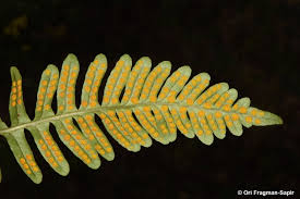 Attēlu rezultāti vaicājumam “Polypodium vulgare”