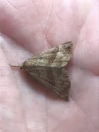 Attēlu rezultāti vaicājumam “Hypena proboscidalis”