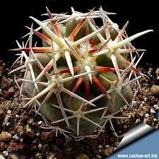 Attēlu rezultāti vaicājumam “Schistidium robustum sporophyte”