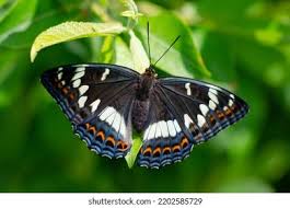 Attēlu rezultāti vaicājumam “Limenitis populi upperside”