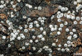 Attēlu rezultāti vaicājumam “Lasiosphaeria ovina”