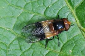 Attēlu rezultāti vaicājumam “Volucella pellucens”