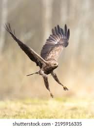 Attēlu rezultāti vaicājumam “Aquila pomarina adult”