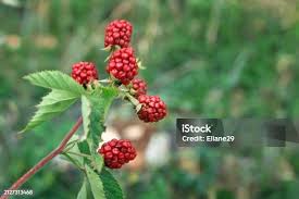 Attēlu rezultāti vaicājumam “Atriplex patula fruit”