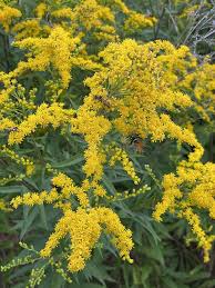 Attēlu rezultāti vaicājumam “Solidago virgaurea leaf”