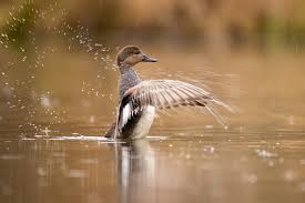 Attēlu rezultāti vaicājumam “Anas strepera”