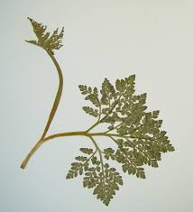 Attēlu rezultāti vaicājumam “Botrychium multifidum”