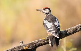Attēlu rezultāti vaicājumam “Dendrocopos major juvenile”
