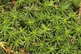 Attēlu rezultāti vaicājumam “Polytrichastrum formosum”