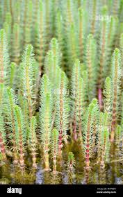 Attēlu rezultāti vaicājumam “Hippuris vulgaris leaf”