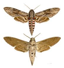 Attēlu rezultāti vaicājumam “Agrius convolvuli”