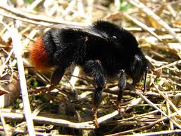 Attēlu rezultāti vaicājumam “Bombus lapidarius”