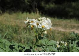 Attēlu rezultāti vaicājumam “Solanum tuberosum flower”