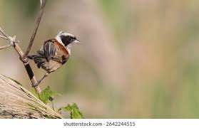 Attēlu rezultāti vaicājumam “Remiz pendulinus”