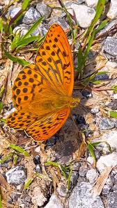 Attēlu rezultāti vaicājumam “Argynnis paphia underside”