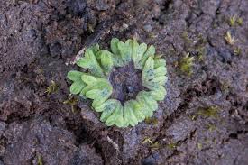 Attēlu rezultāti vaicājumam “Riccia bifurca”