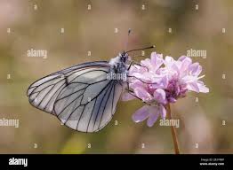 Attēlu rezultāti vaicājumam “Aporia crataegi upperside”