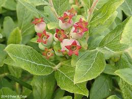 Attēlu rezultāti vaicājumam “Salix myrtilloides leaf”