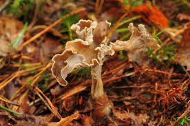 Attēlu rezultāti vaicājumam “Pseudocraterellus”