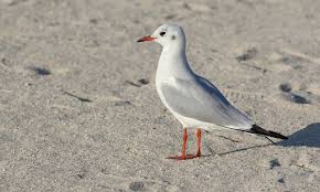 Attēlu rezultāti vaicājumam “Larus ridibundus”