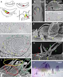 Attēlu rezultāti vaicājumam “Palustriella commutata sporophyte”