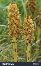 Attēlu rezultāti vaicājumam “Orobanche elatior”