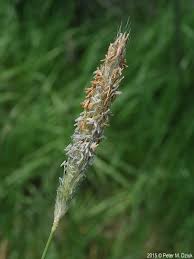 Attēlu rezultāti vaicājumam “Alopecurus pratensis flower”