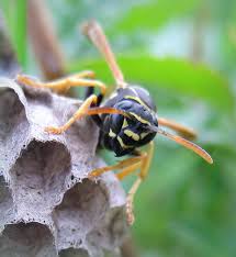 Attēlu rezultāti vaicājumam “Polistes nimpha”