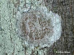 Attēlu rezultāti vaicājumam “Lecanora allophana”