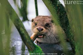 Attēlu rezultāti vaicājumam “Lutra lutra”