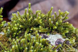 Attēlu rezultāti vaicājumam “Hedwigia ciliata sporophyte”