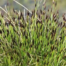 Attēlu rezultāti vaicājumam “Schoenus ferrugineus bud”
