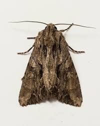 Attēlu rezultāti vaicājumam “Apamea monoglypha”