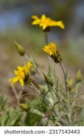 Attēlu rezultāti vaicājumam “Tragopogon heterospermus”