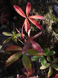 Attēlu rezultāti vaicājumam “Comarum palustre leaf”