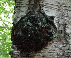 Attēlu rezultāti vaicājumam “Inonotus leporinus”