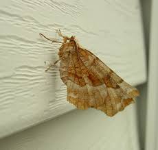 Attēlu rezultāti vaicājumam “Ennomos autumnaria male”