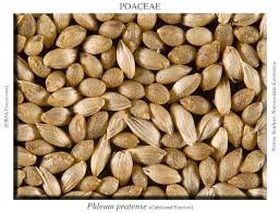 Attēlu rezultāti vaicājumam “Phleum pratense”