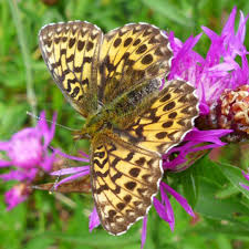 Attēlu rezultāti vaicājumam “Boloria titania underside”