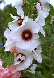 Attēlu rezultāti vaicājumam “Alcea rosea flower”