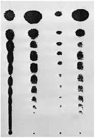 Attēlu rezultāti vaicājumam “Porella platyphylla macro”