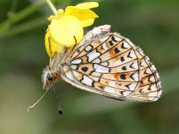 Attēlu rezultāti vaicājumam “Clossiana selene”