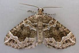 Attēlu rezultāti vaicājumam “Lampropteryx suffumata”