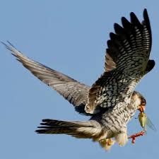 Image result for Falco amurensis